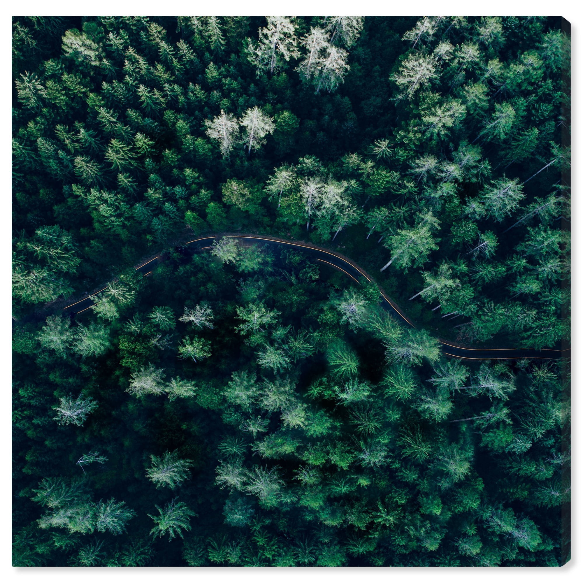 Wynwood Studio 'Breathe in The Forest Square' Nature and Landscape Wall Art Canvas Print - Green, White, 30" x 30"