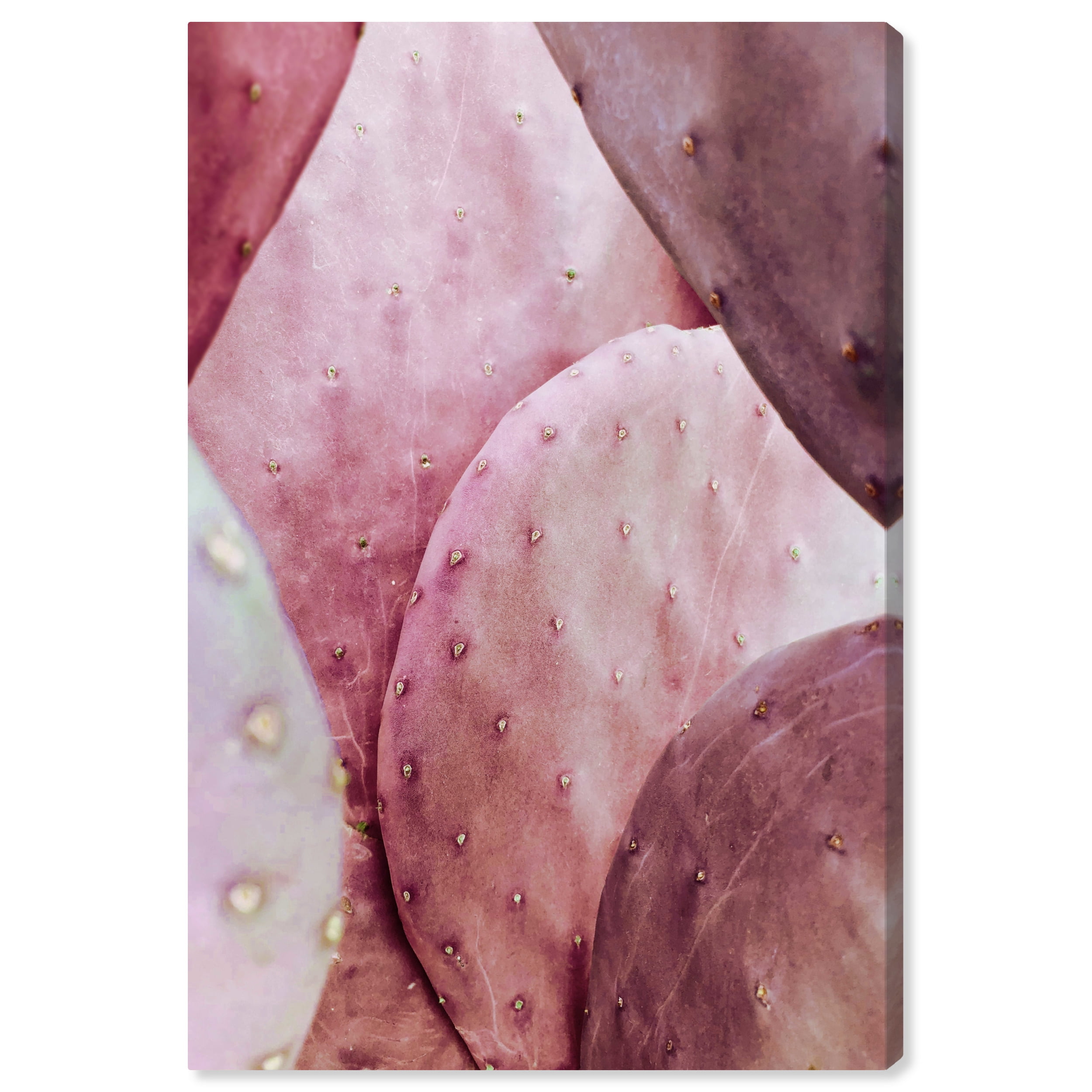 Pink and Purple Cactus Botanical Canvas Wall Art, 16x24