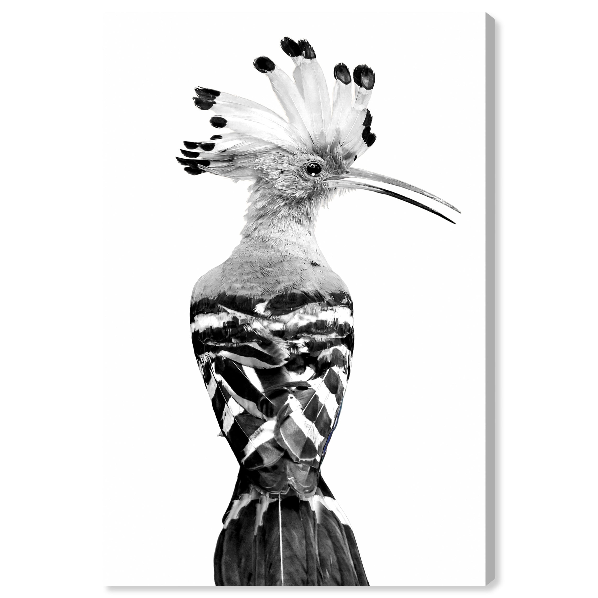 Wynwood Studio Canvas Hoopoe Black and White Animals Birds Wall Art Canvas Print Black 24x36