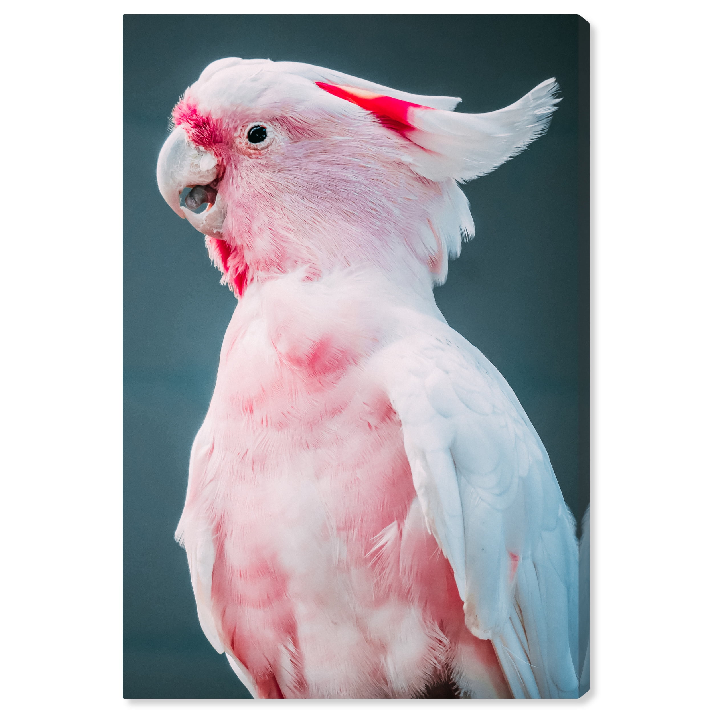 Pink and White Cockatoo Canvas Wall Art, 20x30