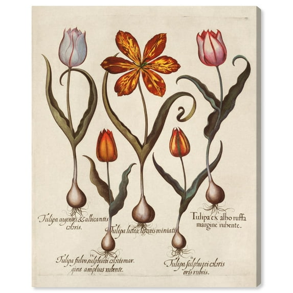 Wynwood Studio Floral and Botanical Traditional Canvas Art - Tulip Botanical Retro, Wall Art for Living Room, Bedroom, and Bathroom, 24 in x 20, White and Orange Home Decor