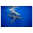 thumbnail image 1 of Wynwood Studio Nautical and Coastal Wall Art Canvas Prints 'Humpback Whale Pair by David Fleetham' Marine Life - Blue, Brown, 1 of 5