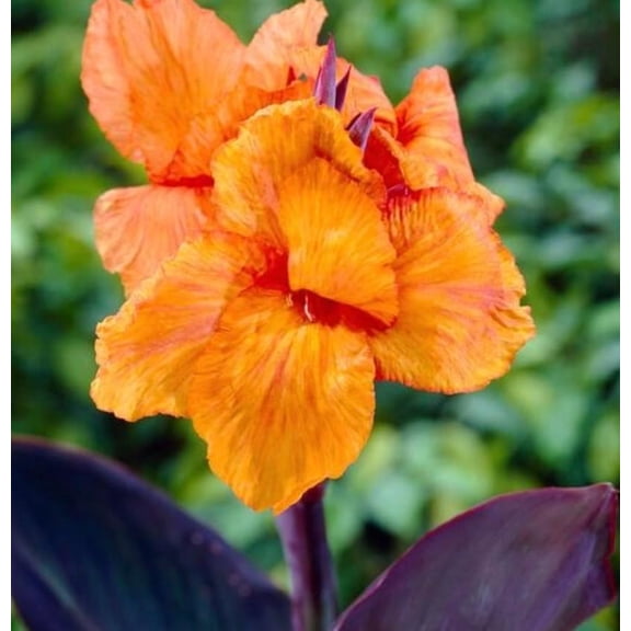 Wyoming Canna Lily Bulbs for Planting - Tropical Goth Canna - Stunning Orange Flowers with Dark Leaves - Perfect for Landscaping and Gardening (5 Bulbs)