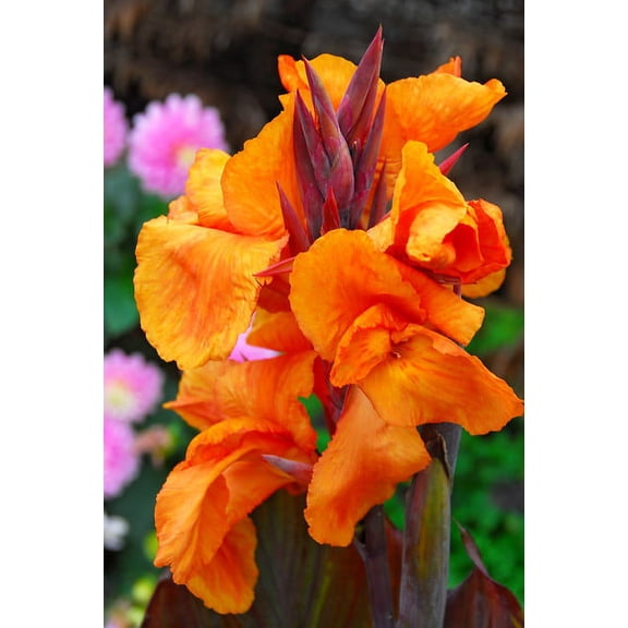Wyoming Canna