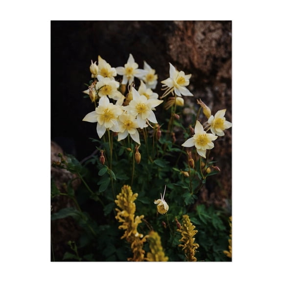 Wyoming Columbines - Wyoming Photography Flowers Floral Nature Botanical Garden Scenic Summer Unframed Wall Art Print 6 x 8 inches