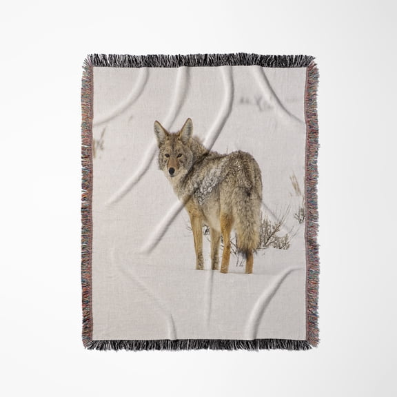 Wyoming, Yellowstone N.P. Coyote In Snow., Woven Blanket