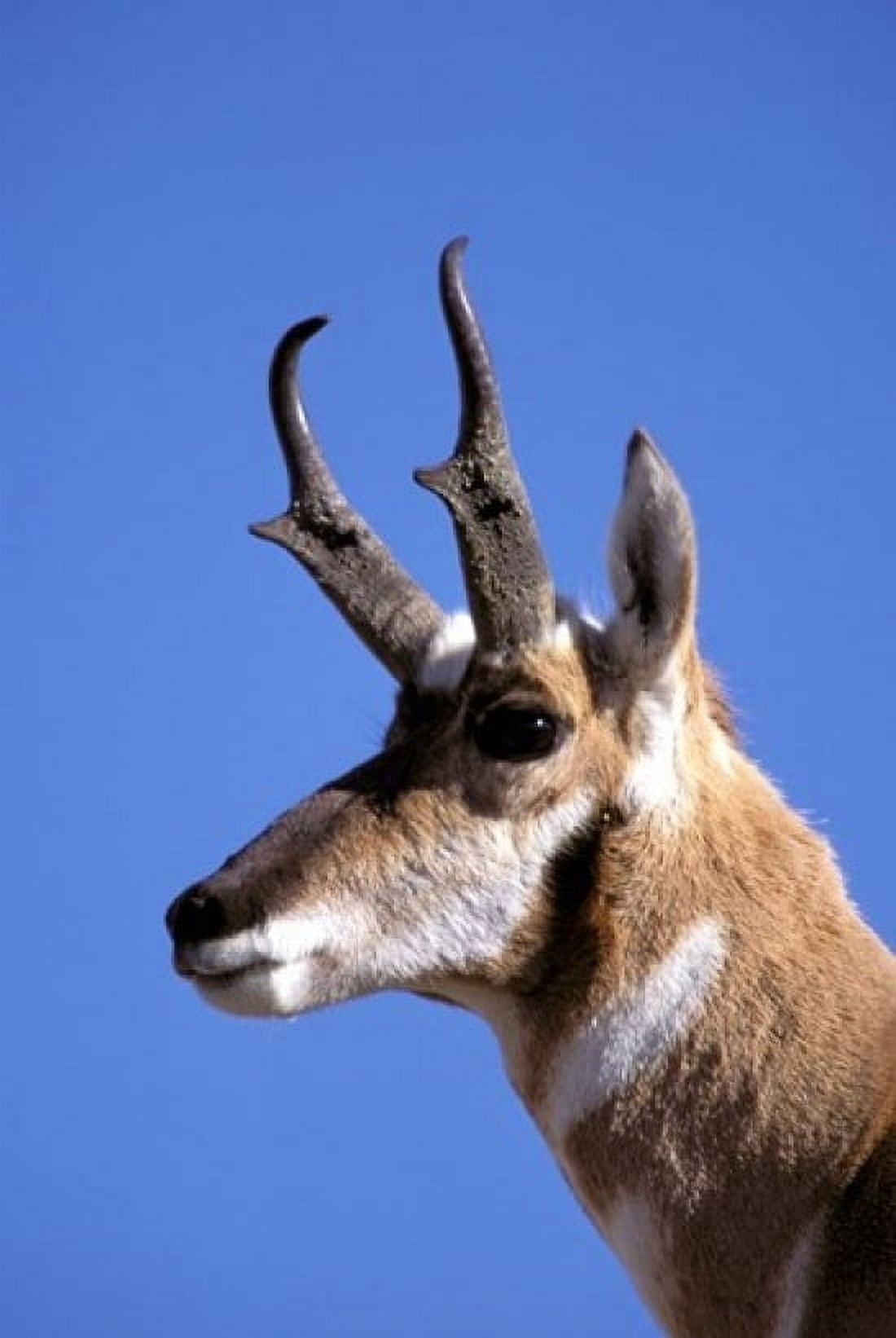 Wyoming Yellowstone NP Male Pronghorn Wildlife Canvas Art - Adam Jones DanitaDelimont (24 x 36)
