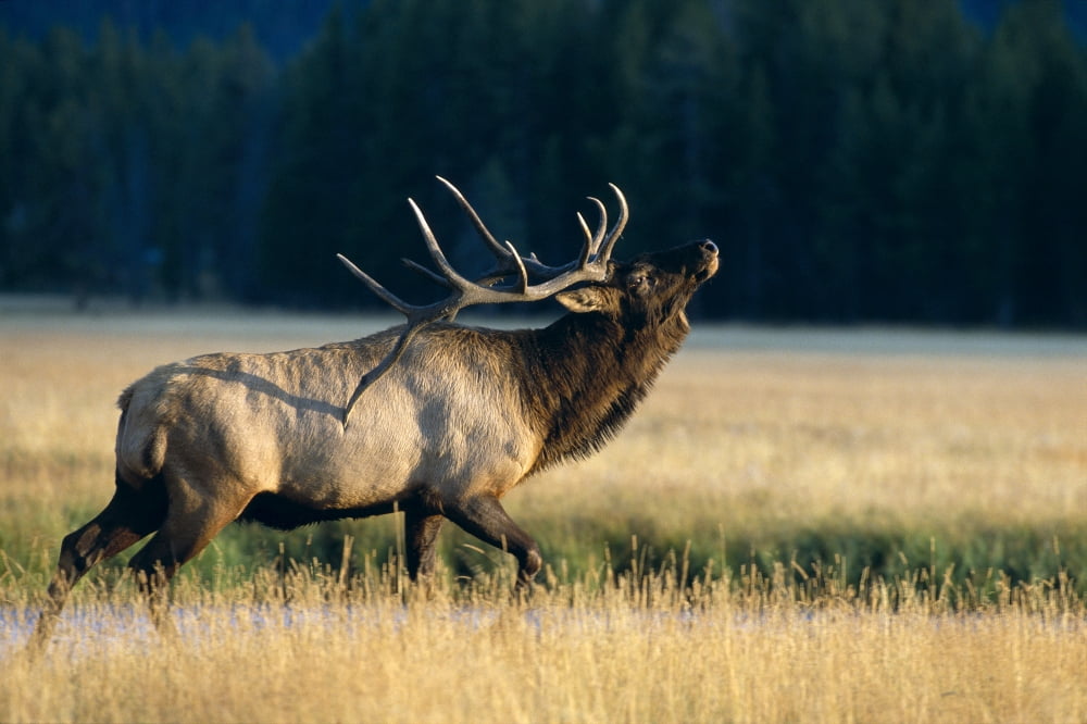 Wyoming Yellowstone National Park Elk Bull Bugling In Rut (Cervus Elaphus) Side Full Length View A52F Canvas Art - John Hyde Design Pics (19 x 12)