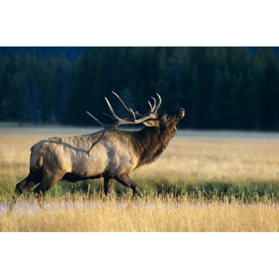 Wyoming Yellowstone National Park Elk Bull Bugling In Rut Side Full Length View A52F Print