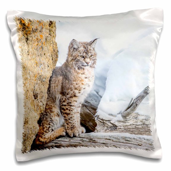 3dRose, Wyoming, Yellowstone National Park, bobcat, 16x16 inch Pillow Case