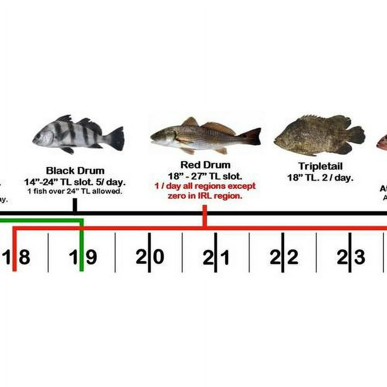 X 2” Vinyl Adhesive Ruler Decal Showing 20 Common Florida Saltwater Fish In  -To-Life Color Photographs And Their Current FWC Rules With Highlighted  Slot Limit Brackets. UV Protected. 