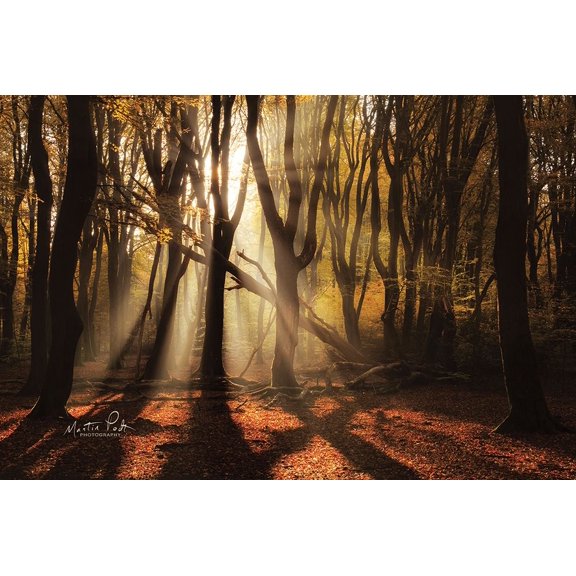 X Poster Print by Martin Podt (36 x 24)
