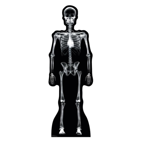 X-Ray Skeleton