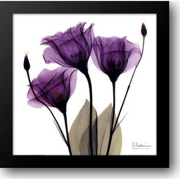 X-ray Royal Purple Gentian 16x16 Framed Art Print by Koetsier, Albert