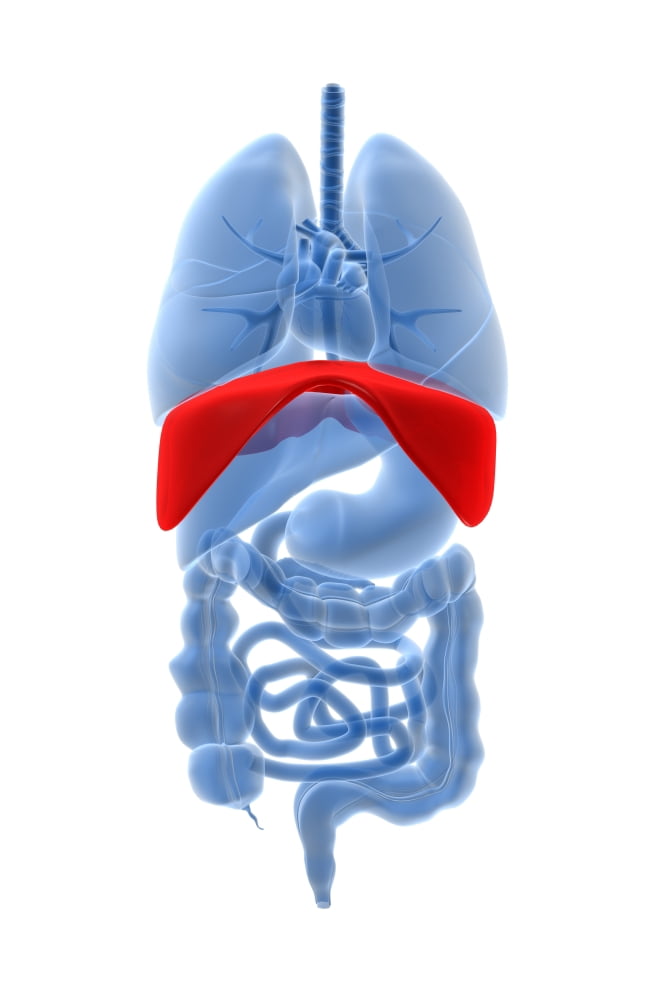 X-ray image of internal organs with diaphragm highlighted in red Canvas Art - Stocktrek Images (24 x 35)