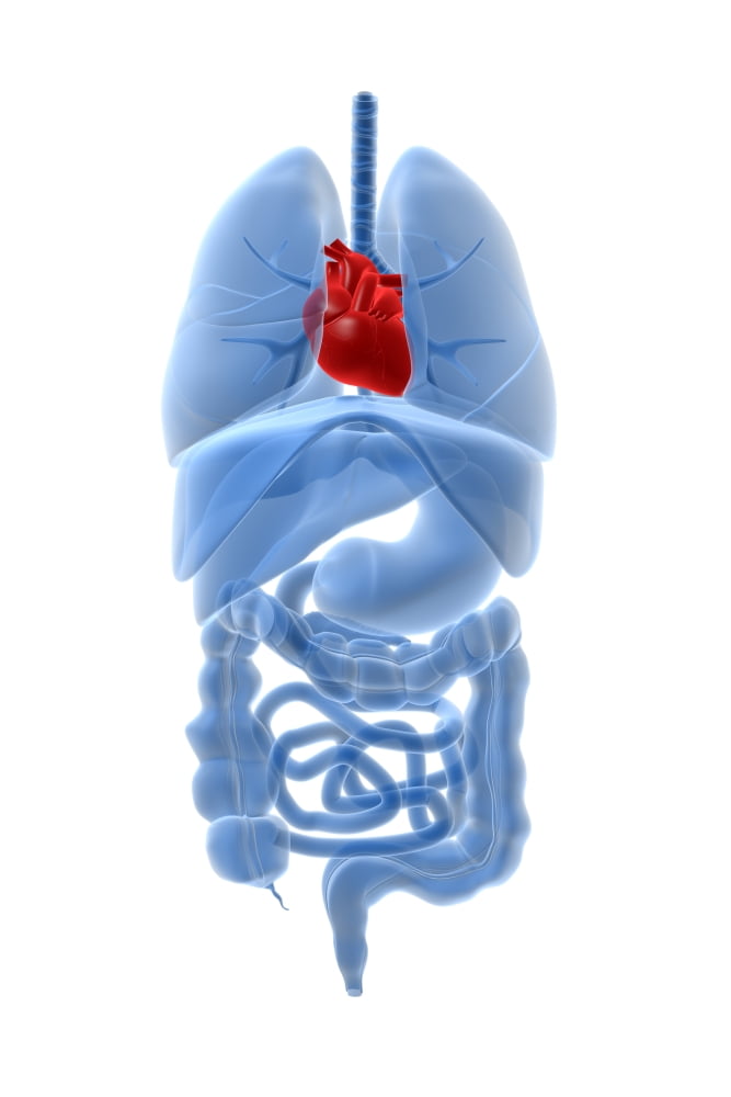 X-ray image of internal organs with heart highlighted in red Canvas Art - Stocktrek Images (12 x 18)