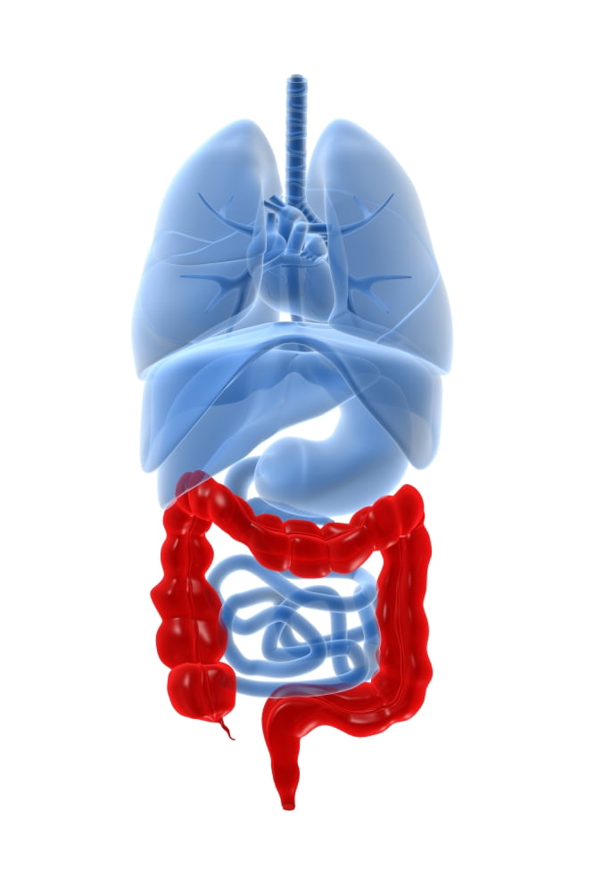 X-ray image of internal organs with large intestine highlighted in red Canvas Art - Stocktrek Images (24 x 35)