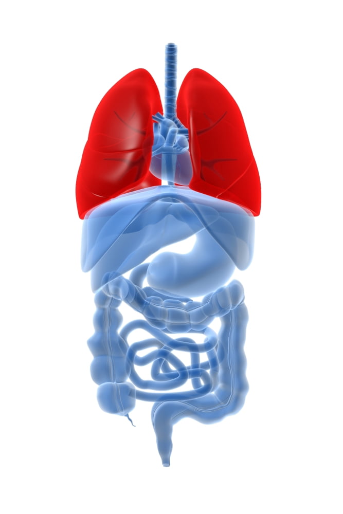 X-ray image of internal organs with lungs highlighted in red Canvas Art - Stocktrek Images (12 x 18)
