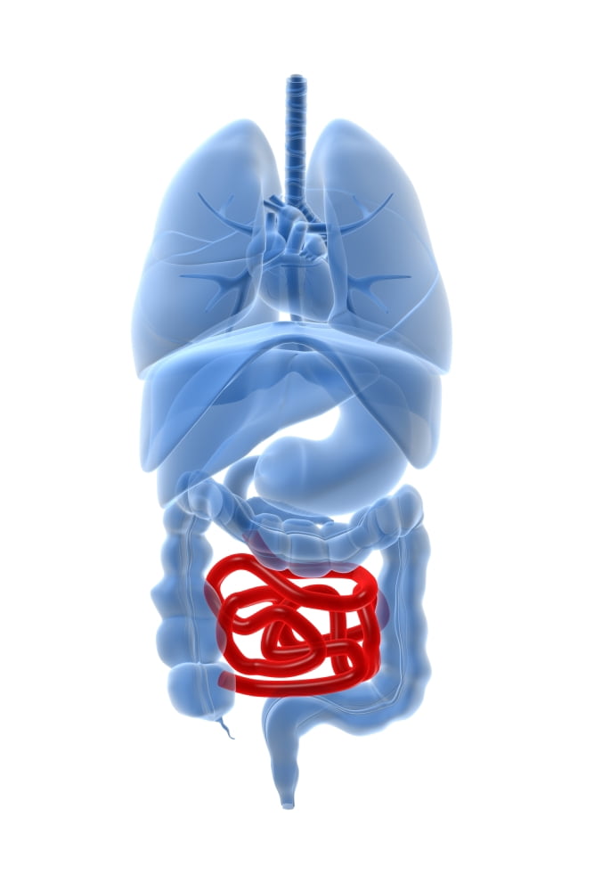 X-ray image of internal organs with small intestine highlighted in red Canvas Art - Stocktrek Images (24 x 35)
