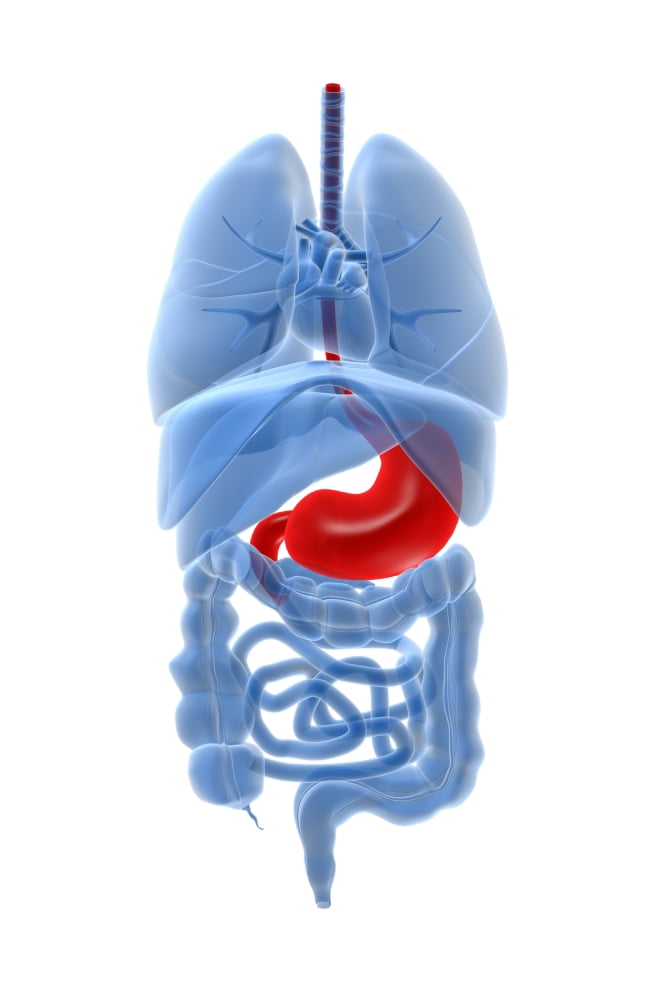 X-ray image of internal organs with stomach highlighted in red Canvas Art - Stocktrek Images (24 x 35)