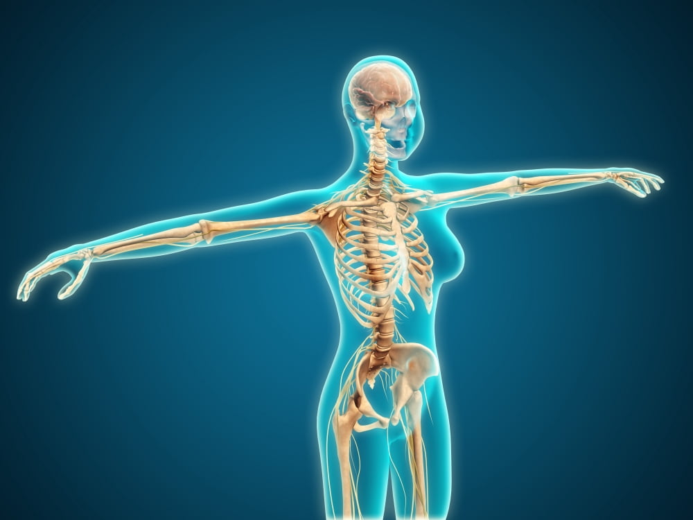 X-ray view of female body showing skeletal system Canvas Art - Stocktrek Images (17 x 13)