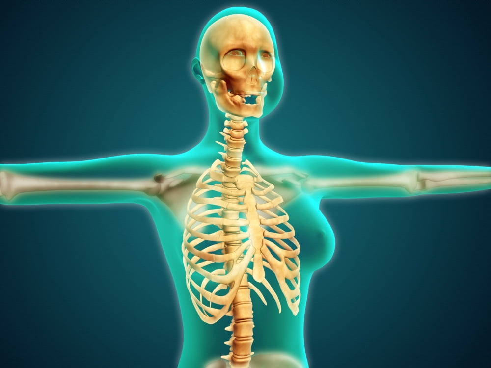 X-ray view of female upper body showing rib cage spine and skull Canvas Art - Stocktrek Images (33 x 25)