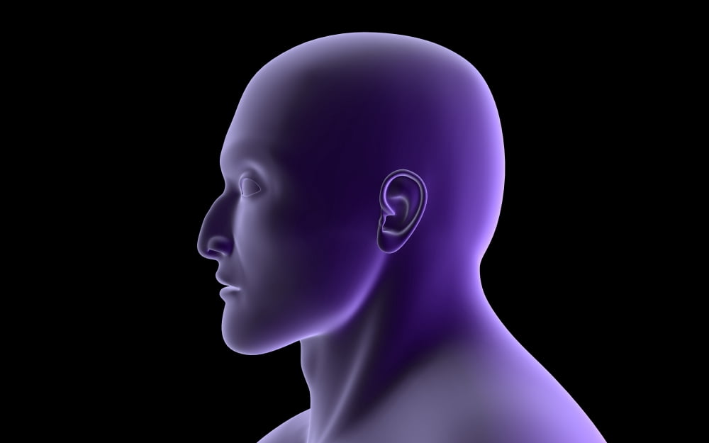 X-ray view of human face profile view Canvas Art - Stocktrek Images (36 x 23)