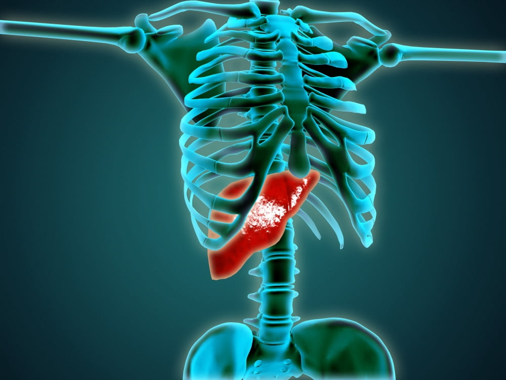 X-ray view of human skeleton with liver Canvas Art - Stocktrek Images (17 x 13)