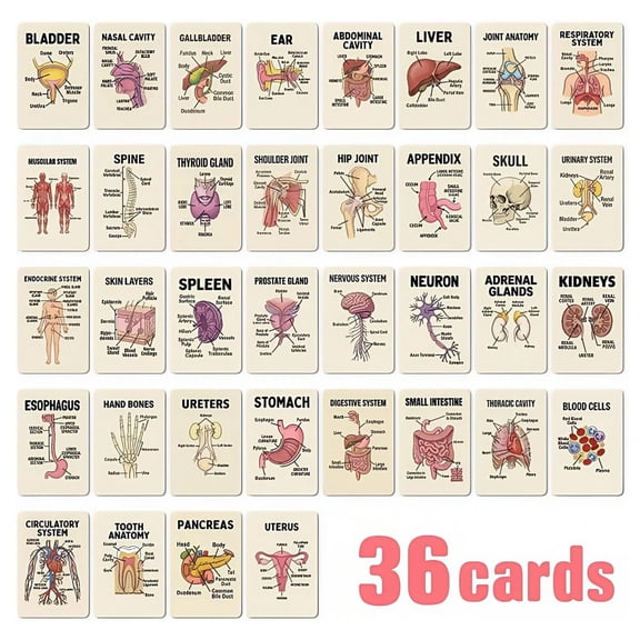 XIANXIAN Flash Cards for Kids, Human Body Anatomy Multicolor Deck for Toddlers, Preshool Kindergarten Learning Activities, Travel Toys, Gifts for Girls and Boys 4 5 6 7 8 Years