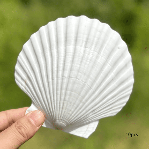 XIBUFE 10 Pcs Large Scallop Shells 4-5 Inch Natural White Scallop Shells From Sea Beach for Diy Craft Decor