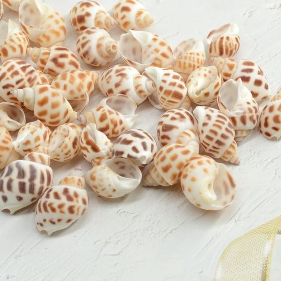 XIBUFE 160Pcs Small Sea Conch Sea Shells for Crafts, 0.8-1.4" Natural Conch Seashells for Beach Themed Decor, Diy Crafts, Vase Fillers, Fish Tank, Home, Wedding and Party Decoration