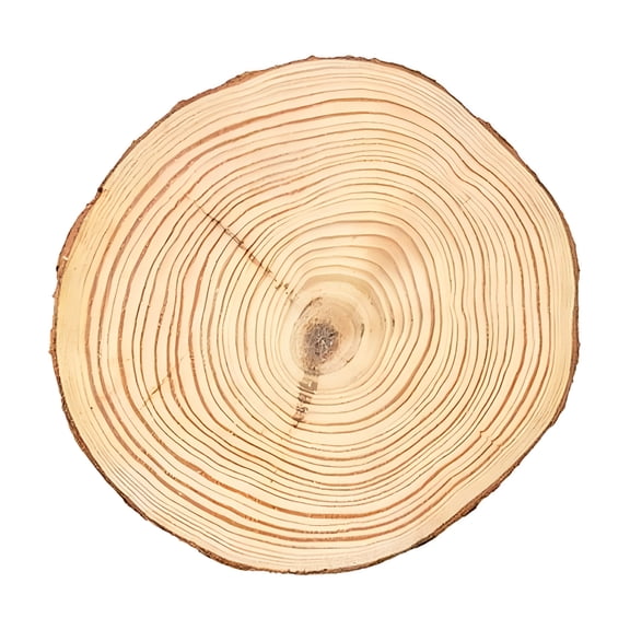 XIBUFE 1Pcs Logs Natural Wood Slices for Centerpieces,Large Unfinished Wood Circles Round Wooden Centerpieces for Tables Wedding Christmas Party Home Decoration Diy Crafts 11X11X1Cm