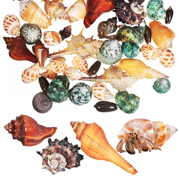 XIBUFE 2026 New 1 Set Hermit Crab Shells Sea Shells Small Hermit Crab Shells Seashells Decor Conch Shell Small Shells for Decorating Aquarium