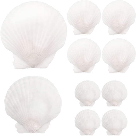 XIBUFE 2026 New 10Pcs White Scallops Shell Seashells Large Natural Shell Embellishment Craft Material,For Crafting,Diy Projects,Jewelry Making,Home Decor,Beach-Themed Crafts.