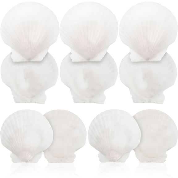 XIBUFE 2026 New 10Pcs White Scallops Shell Seashells Large Natural Shell Embellishment Craft Material for Home Decor,Diy,Crafts,Beach Decorations