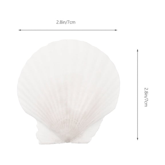 XIBUFE 2026 New 10Pcs White Scallops Shell Seashells Large Natural Shell for Crafts,Diy Decor,Beach Projects Embellishment Craft Material