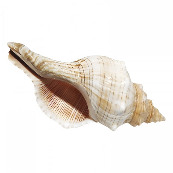 XIBUFE 2026 New Conch Shell Natural Shell Ornament Large Seashell Wedding Conch Prop Fish Tank Aquarium Decoration