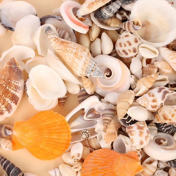 XIBUFE 2026 New Ocean Beach Spiral Seashells,Natural Craft Seashell Charms Small Conch Shells for Home Party Wedding Decor Candle Making Fish Tank Vase Filler(50G/0.11Lb)