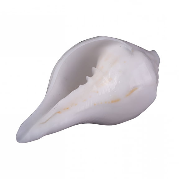 XIBUFE 3 Inch Hindu Puja Conch Shell Bajanewala Shankh for Diwali Havan Rituals, Polished Blowing Shank for Temple Altar Meditation and Spiritual Decor