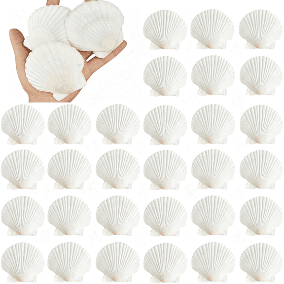 XIBUFE 30Pcs Natural Scallop Shells 2.3''-3'' White Sea Shells for Diy Craft Making,Hand Painting,Ocean Themed Party and Home Dcor,Authentic Sea Shells