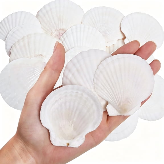 XIBUFE 30Pcs Natural Scallop Shells White Sea Shells for Decorating From Sea Beach Real Seashells for Diy Craft Painting Ocean Themed Party Wedding 2''-3''