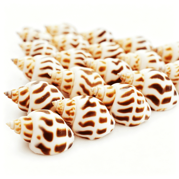 XIBUFE 50 Select Shells Seashells 1"-1 1/2" Shellcraft Beach Crafts Nautical Decor Beach Wedding Small Hermit Crab Sea Shells for Decorating