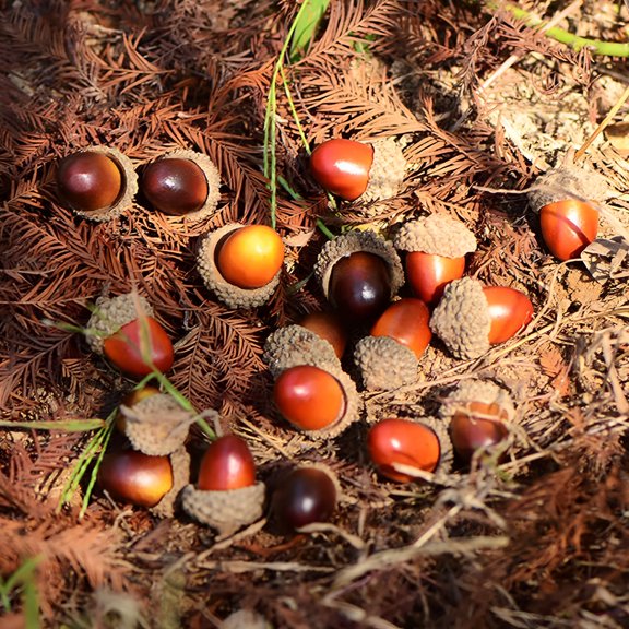 XIBUFE 50Pcs Simulation Artificial Lifelike Small with Natural Cap for Diy Decoration Crafting Home House Kitchen Decor Fake Fruit Props Acorns 1In Acorn Decor