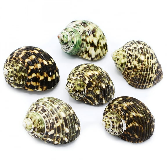 XIBUFE 6 Hermit Crab Shells Large Changing Seashells 2"-3" Size (Opening Size 7/8"- 1 1/4") Natural Shells for Decorating
