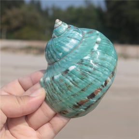 XIBUFE Large Polished Turbo (3.5 - 4") 1.75" Opening Beach Crafts Nautical Decor Large Hermit Crabs Small Hermit Crab Shells