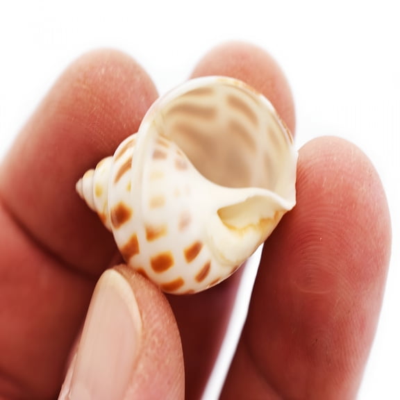 XIBUFE Set of 6 Babylonia Areolata Shells Seashells (1-1.5" / 25-37mm) Beach Crafts Nautical Home Decor Hermit Crabs sea shells for decorating (small)