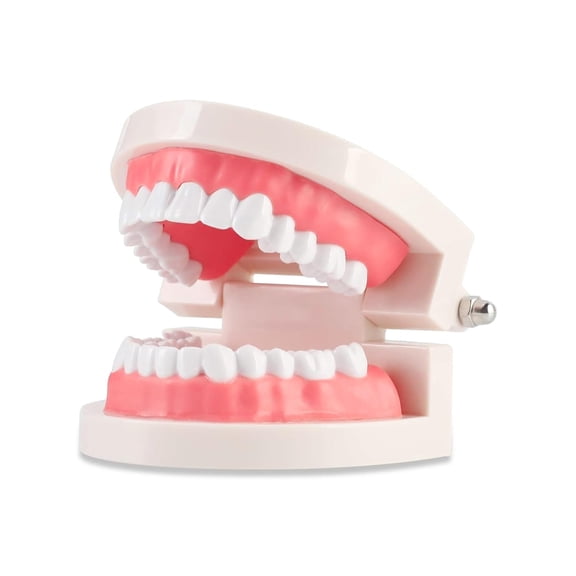 XIRQI Dental Teeth Model Standard 28 Typodont Dental Model, Adult Teeth Models for Dental Students Demonstration, Teaching and Education Teeth Model(No Wisdom Teeth)
