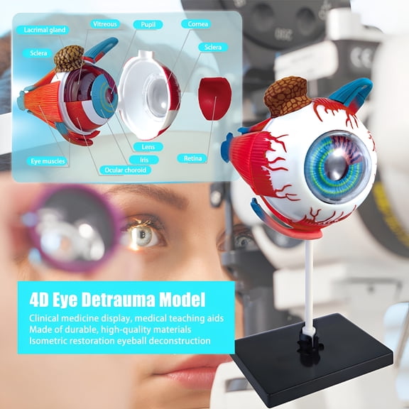 XIRQI Human Eye Anatomical Model, Detachable Eyeball Display with 31 Accessories, Educational Biology Teaching Aid for Medical Training, Science Class, and Anatomy Study