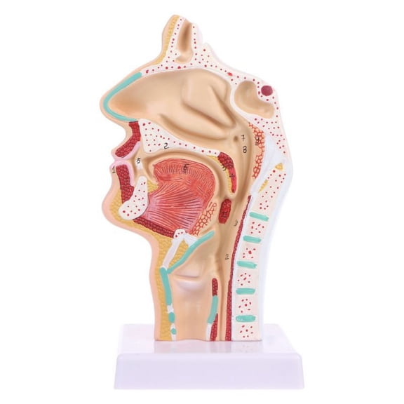 XISAOK Human Anatomical Nasal Cavity Throat Anatomy Medical Model Teaching Tool