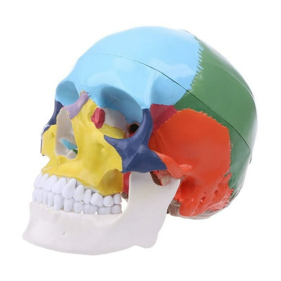 XISAOK Life Size Colorful Human Skull Model Anatomical Anatomy Medical Teaching Skeleto